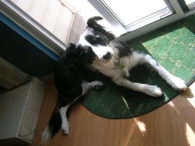 Mischa - 2 years old