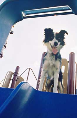 Mischa on the slide