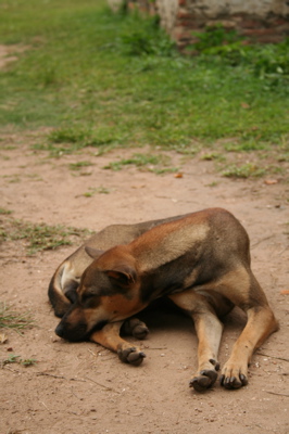 Ayutthaya dog