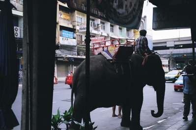 56770027 Elephants on the street